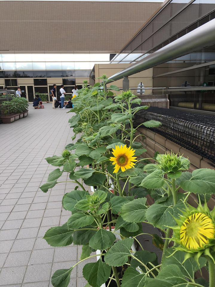 ひまわり 水 やり ひまわりが発芽したら 植え替えは必要 ひょろひょろになる原因とは Amp Petmd Com